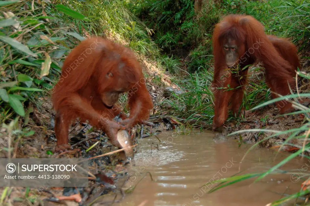 Orangutans catching fish with hand Central Borneo