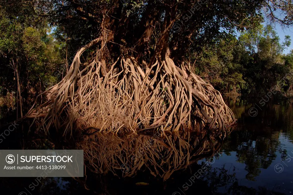 Aerial roots of a tree in Asia