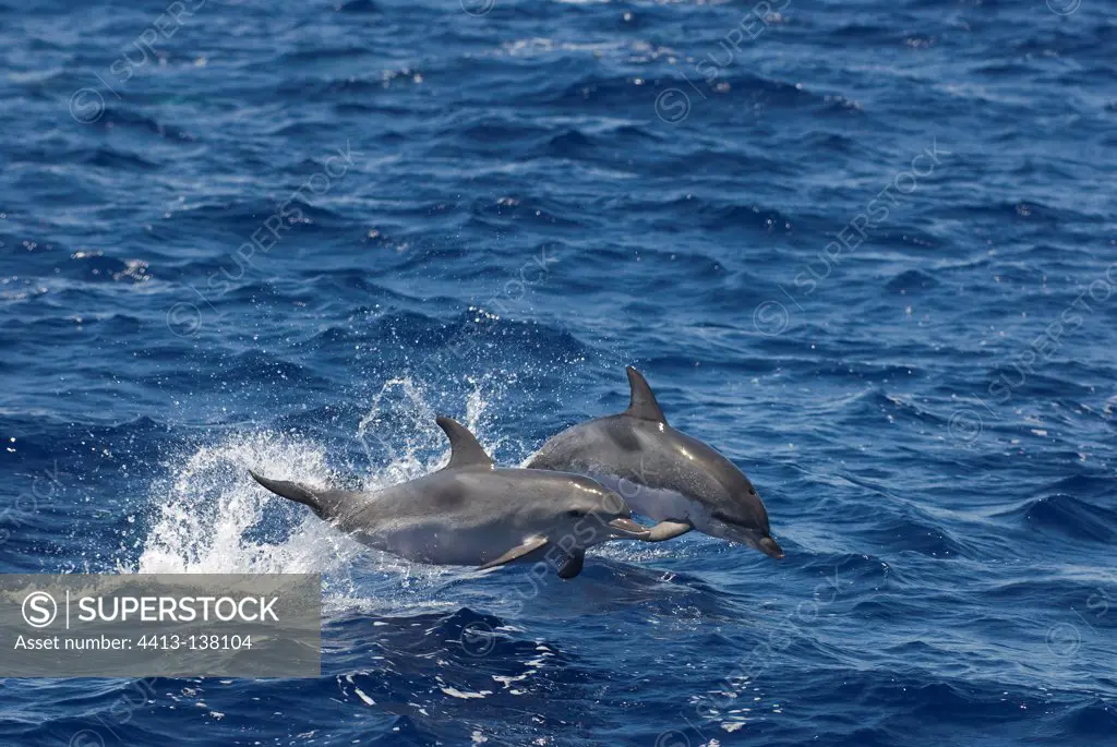 Spotted dolphin leap towards the bow of passing boat Azores
