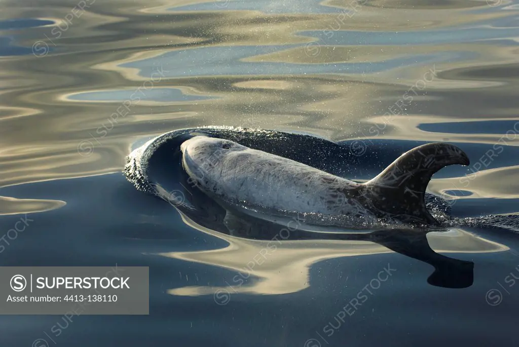 Risso's dolphin at sunset in a silky sea Azores