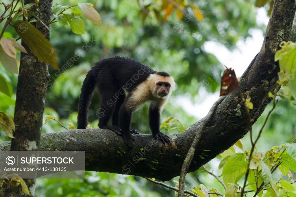 White-faced Capuchin in the Manuel Antonio NP Costa Rica