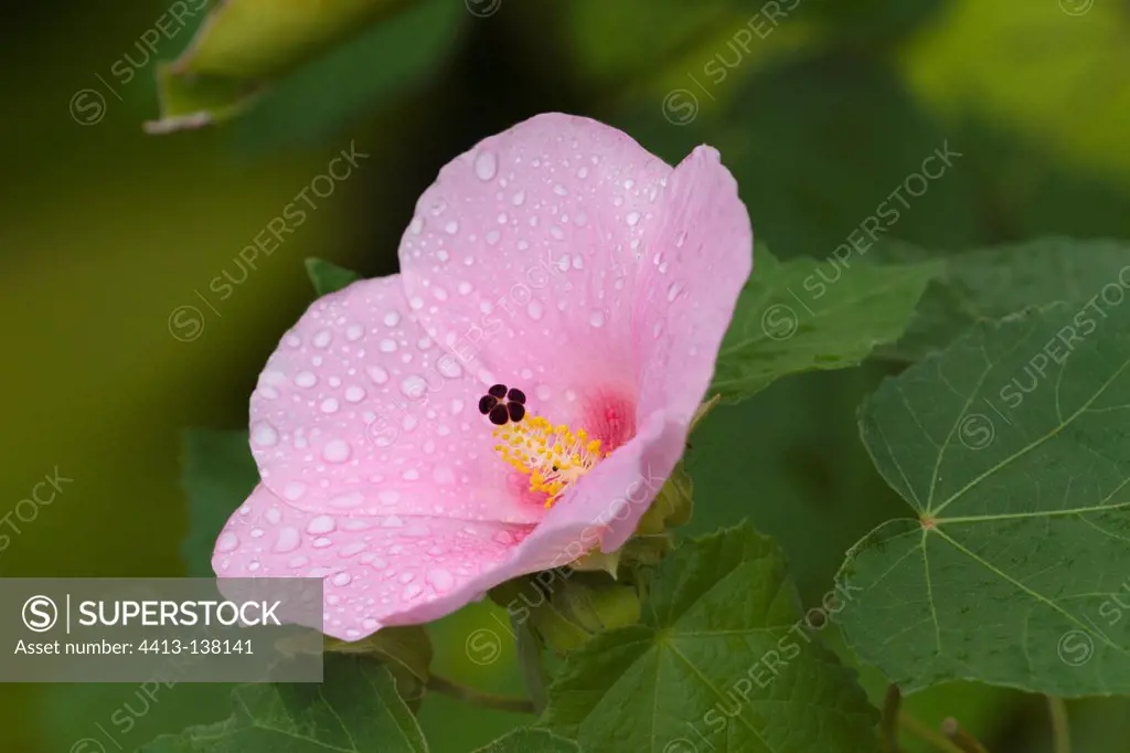 Hibiscus flower in the Manuel Antonio NP Costa Rica