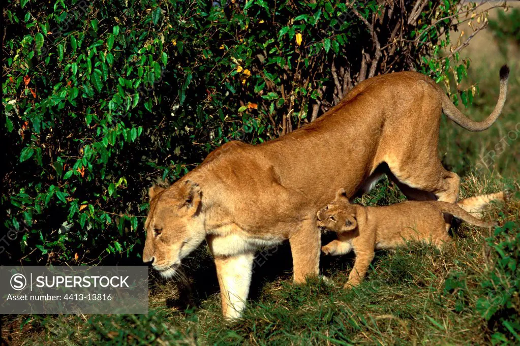 Lioness and lion cub Masaï Mara Kenya