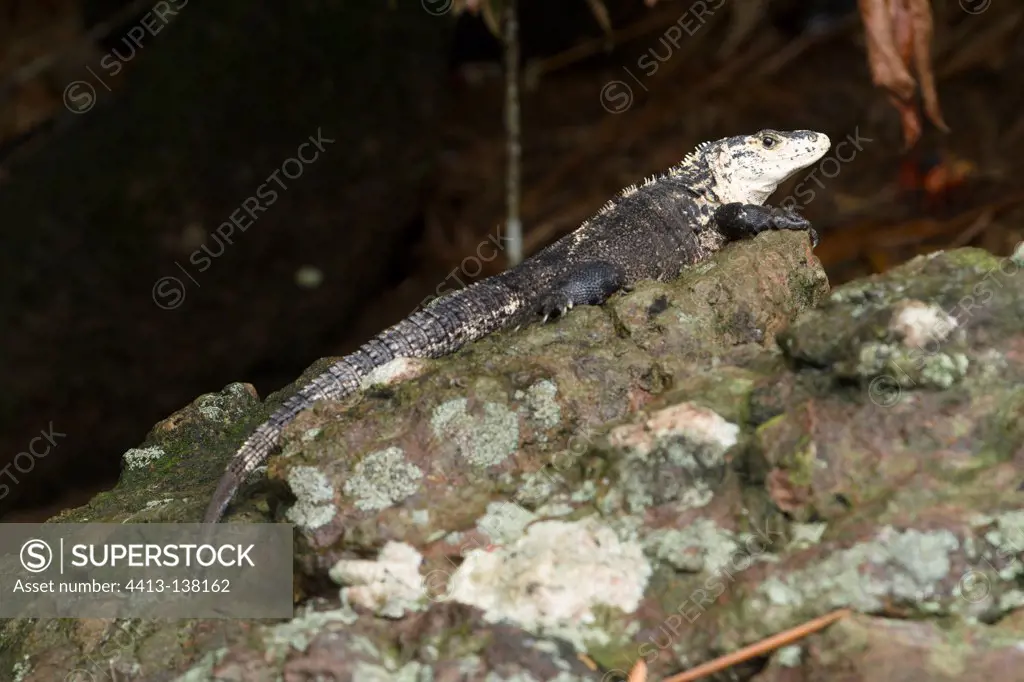 Black Iguana in the Manuel Antonio NP Costa Rica