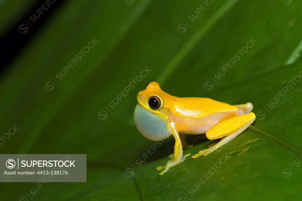 Tree frog on a leaf PN Manuel Antonio Costa Rica