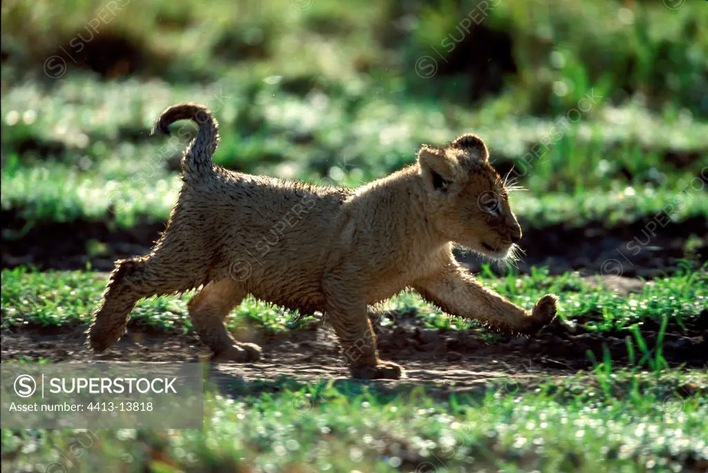 Lion cub going in mud Masaï Mara Kenya