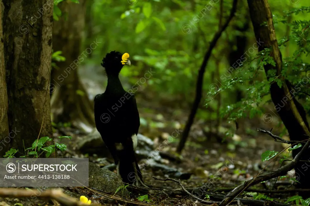 Great curassow in the Palo Verde NP Costa Rica