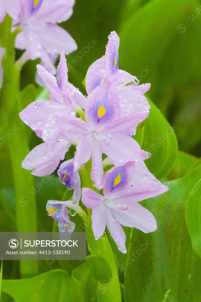 Water hyacinth in Palo Verde NP Costa-Rica