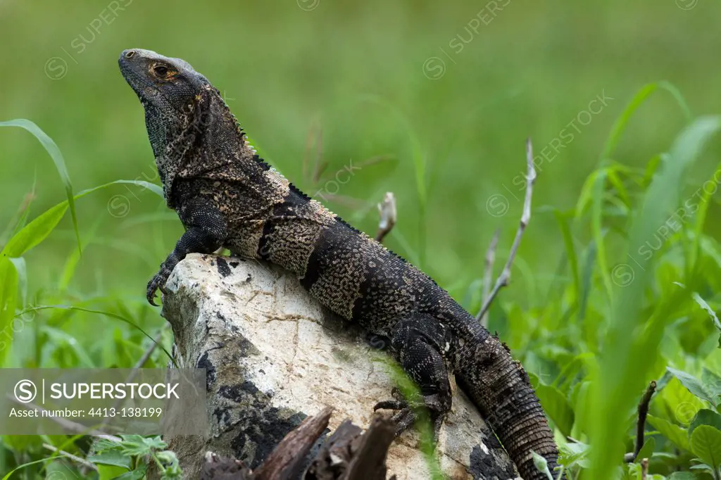 Black Spiny-tailed Iguana in Palo Verde NP Costa-Rica