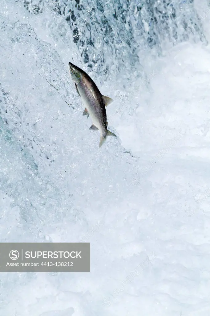 Sockeye Salmon jumping in the river Katmai NP Alaska