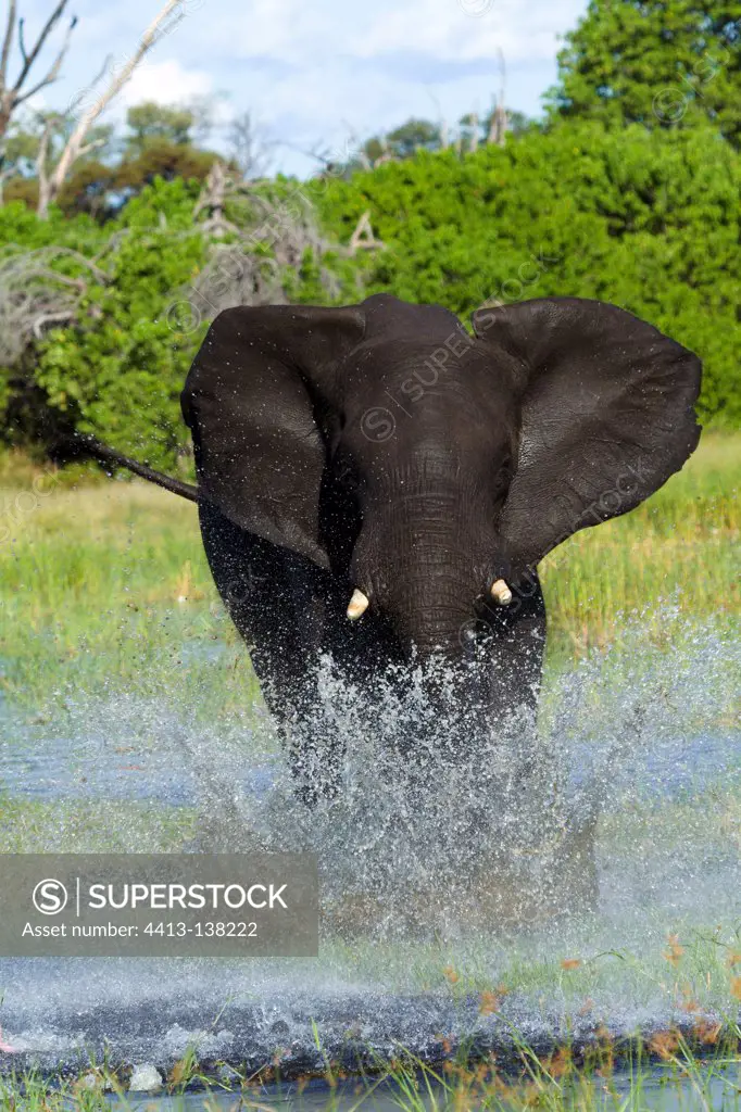Male elephant in the Khwai River loading Botswana