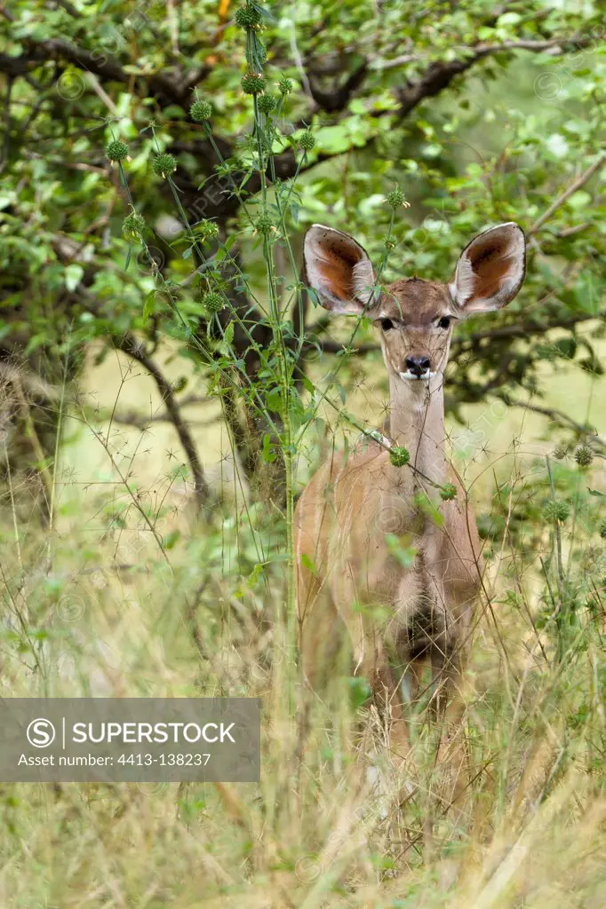 Greater Kudu in the Moremi Game Reserve in Botswana