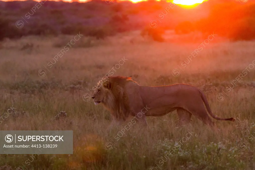 Lion walking at sunrise in the bush in Botswana