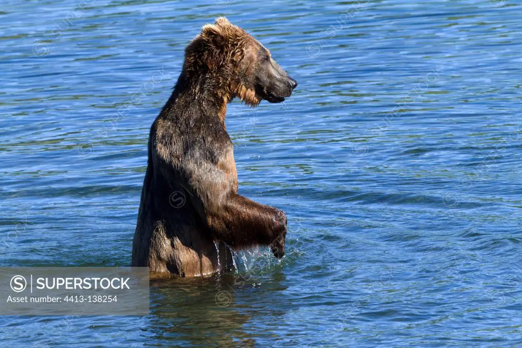 Grizzly fishing in a river Katmai NP in Alaska USA