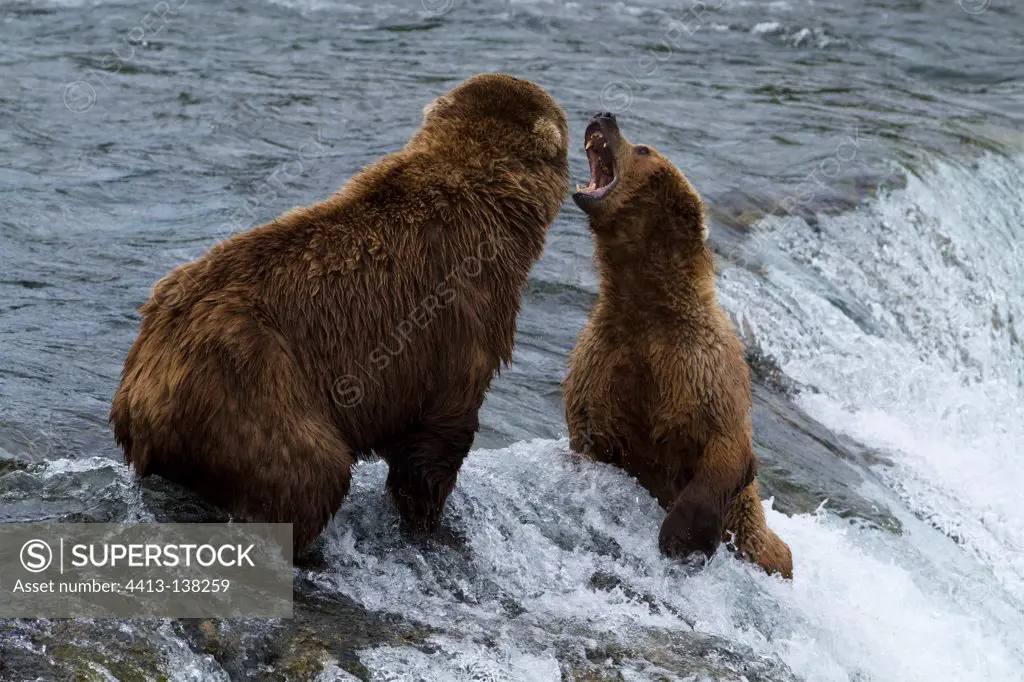 Grizzlies fighting in the river Katmai NP USA
