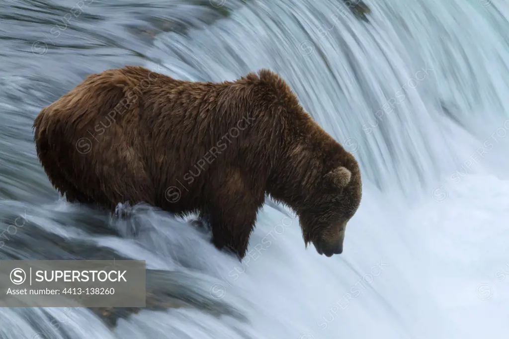 Grizzlie fighing in the river Katmai NP USA