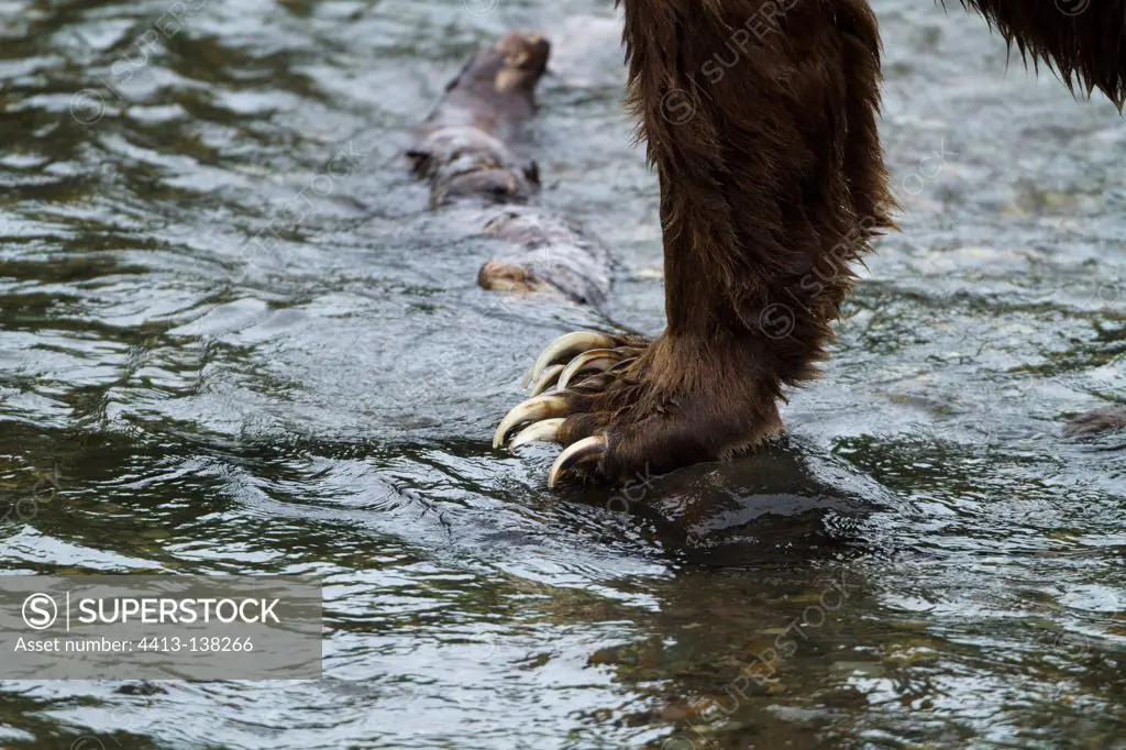 Claw of a Grizzly River in Katmai NP USA