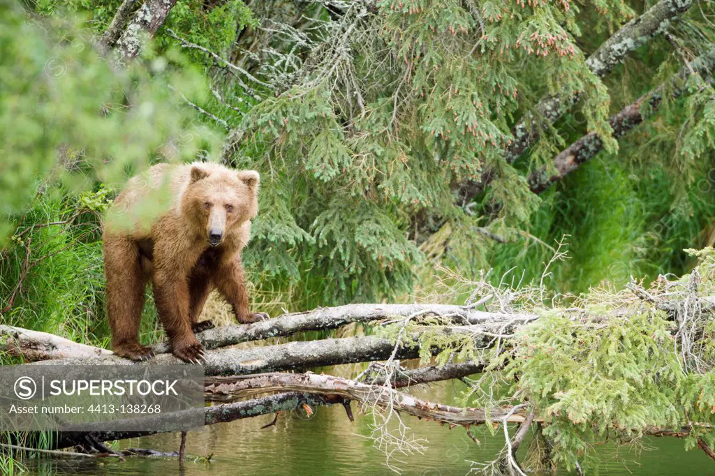 Grizzly in a forest in Katmai NP Alaska USA