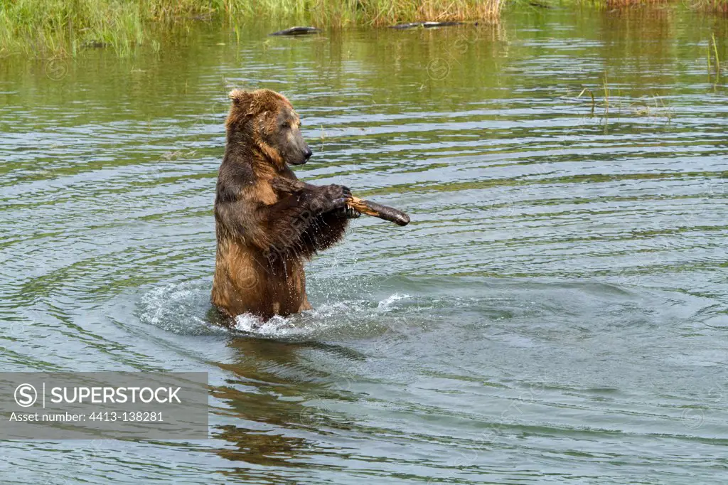 Grizzly playing in a river in the Katmai NP Alaska USA