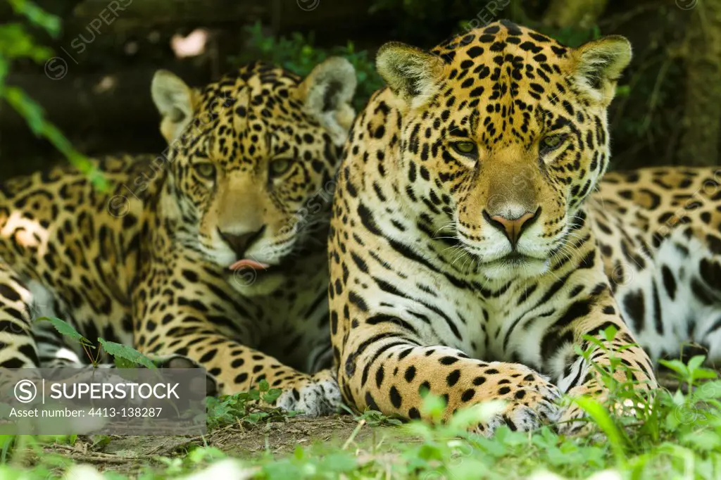 Two Jaguars at rest lying against each other