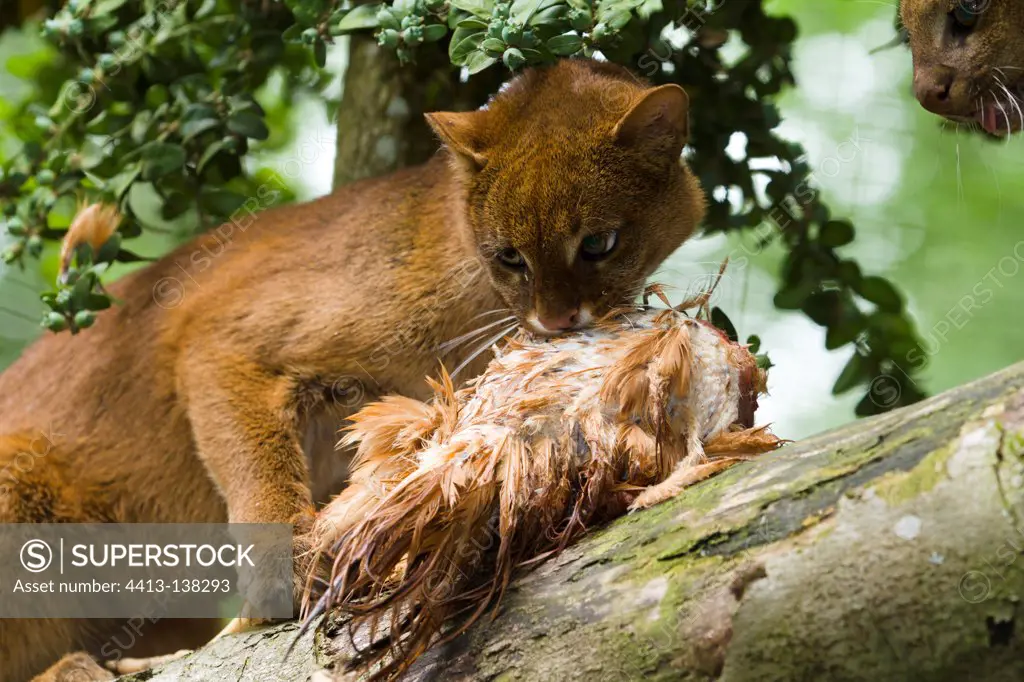 Jaguarondi on a branch eating a chicken in captivity
