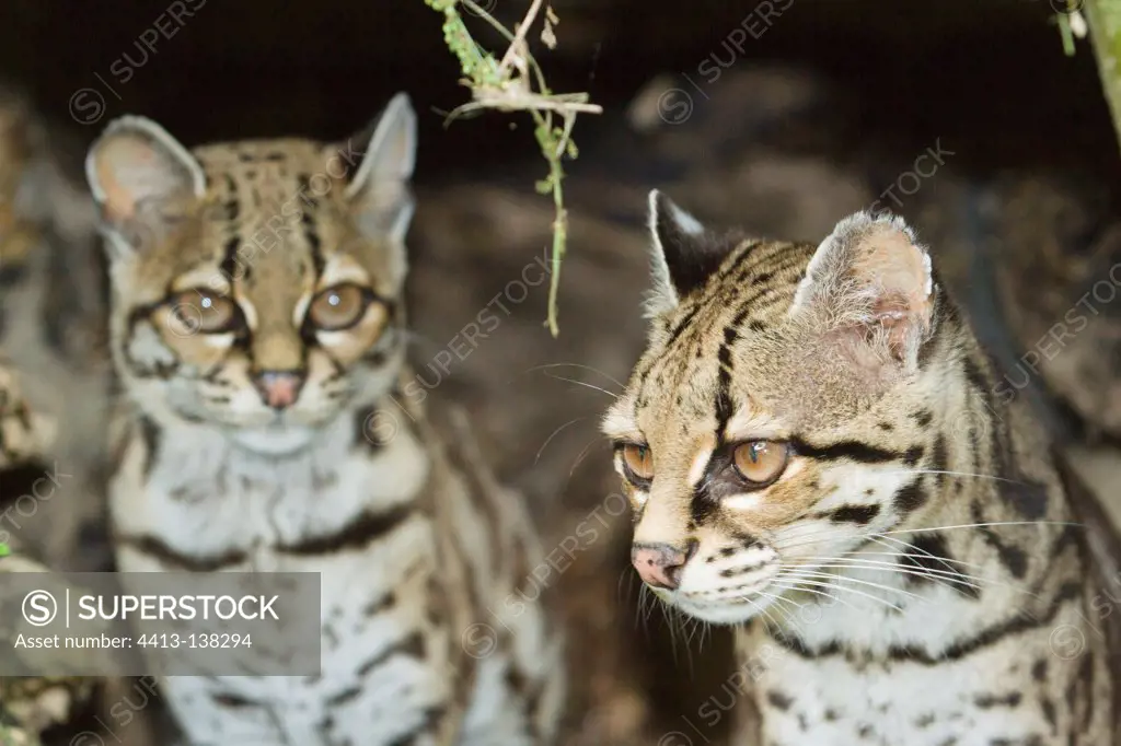Two Margay cats in captivity