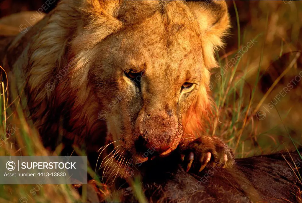 Lion eating a wildebeest Masaï Mara Kenya