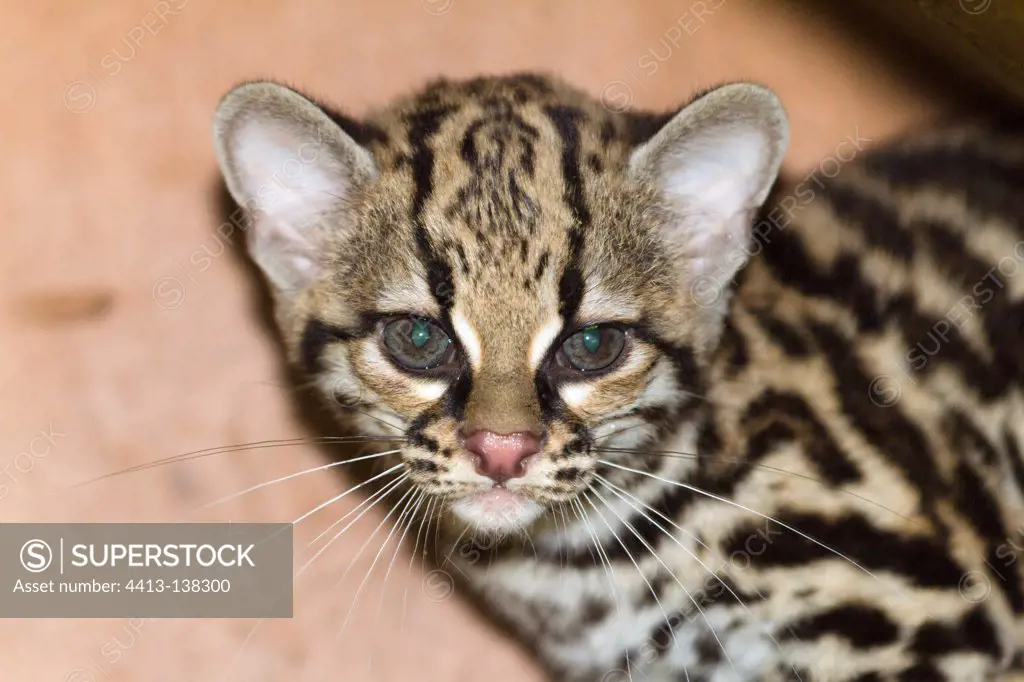 Portrait of a young Margay cat