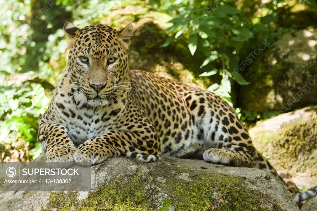 Sri Lankan leopard lying on a rock