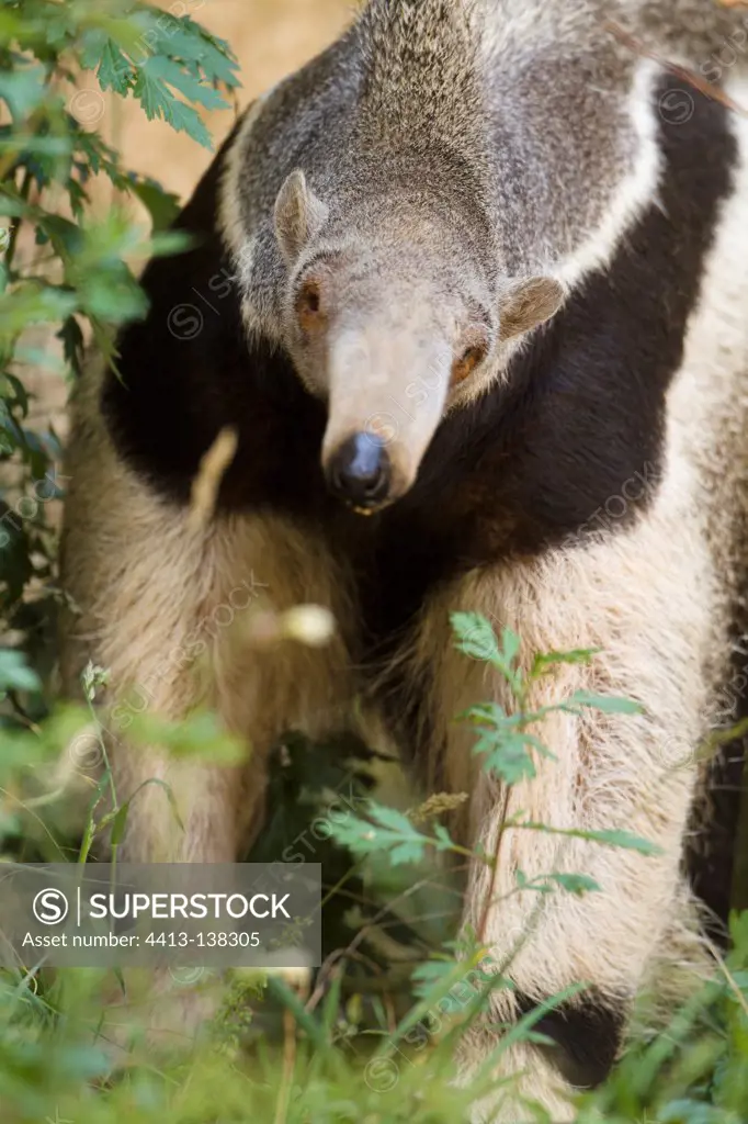 Giant anteater in South america