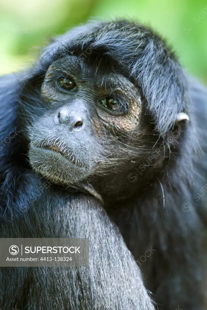 Portrait of a Brown-headed Spider Monkey in South America