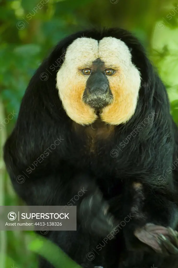 Portrait of a male Golden-faced Saki in South America