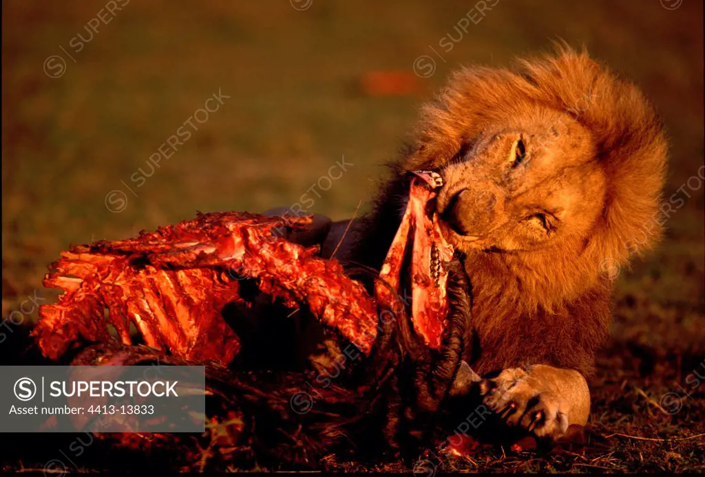Lion eating its prey Masaï Mara Kenya