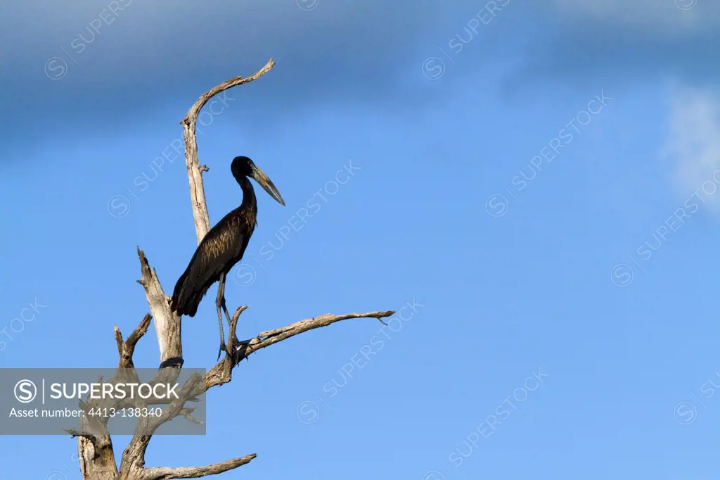 Open-billed stork perched on a tree in Botswana