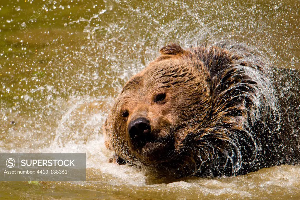 Brown bear bathing in water pond shaking water out of fur