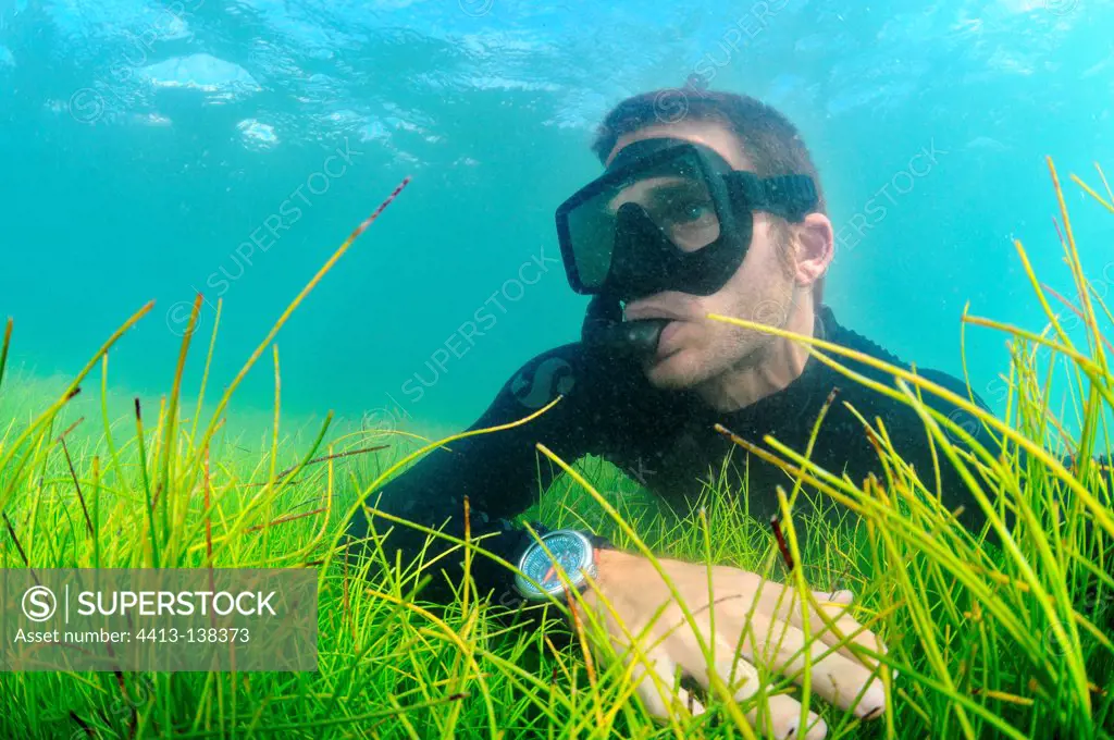Freediver on Seagrass Syringodium Martinique