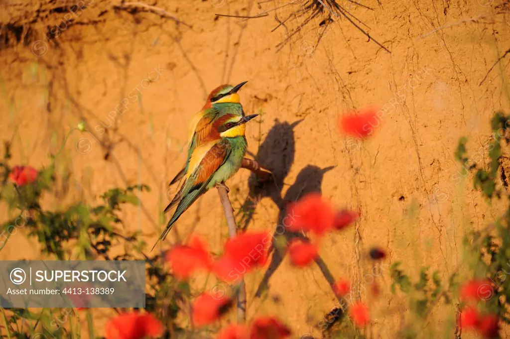 Couple of European Bee-eater on a branch and Poppies