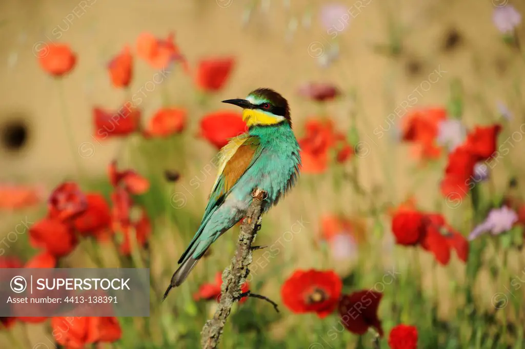 European Bee-eater on a branch and PoppiesFrance