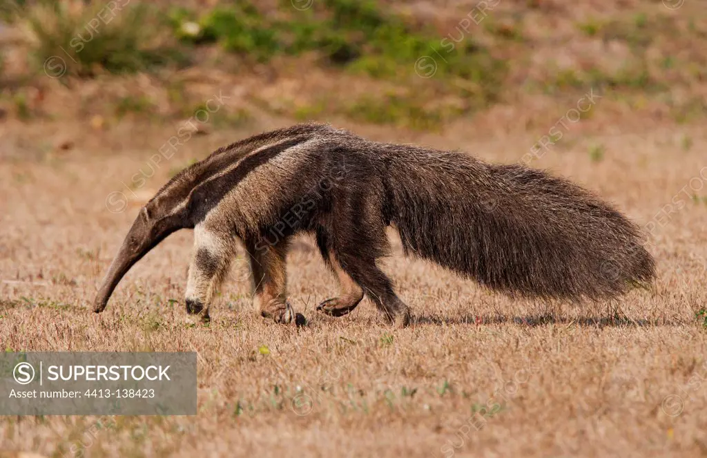 Great anteater walking in the savanna Pantanal Brazil