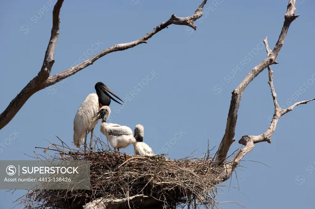Jabiru and chicks at nest Pantanal Brazil