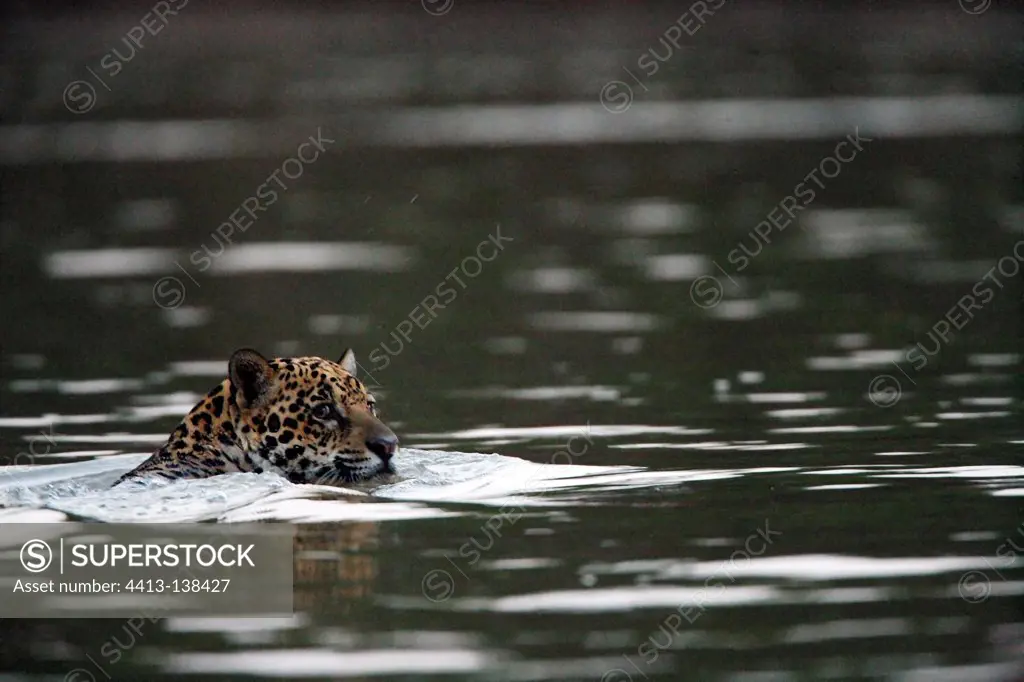 Jaguar female swimming in a river Pantanal Brazil
