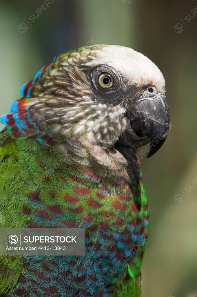 Portrait of a parakeet