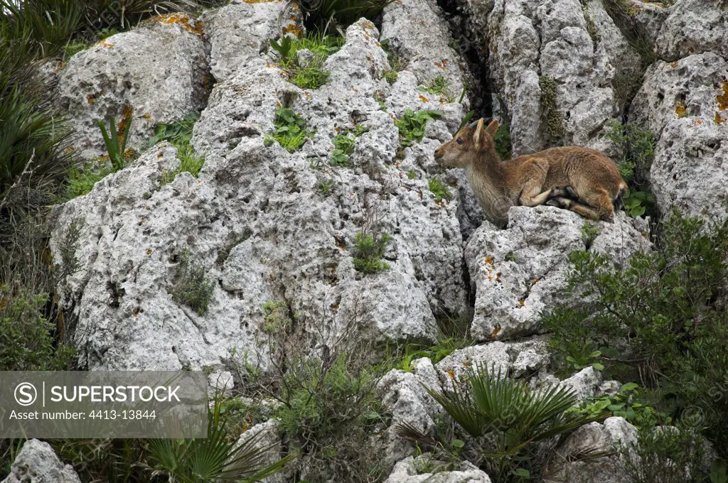 Spanish ibex lying down in the middle of the rocks