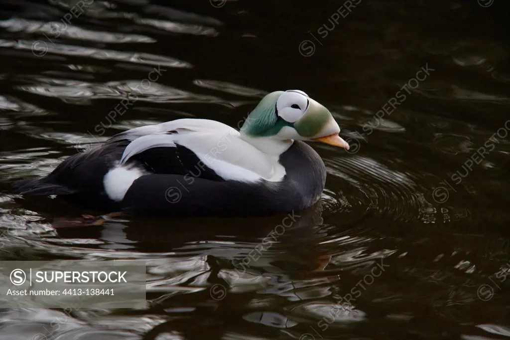 Spectacled eider male in breeding plumage on water