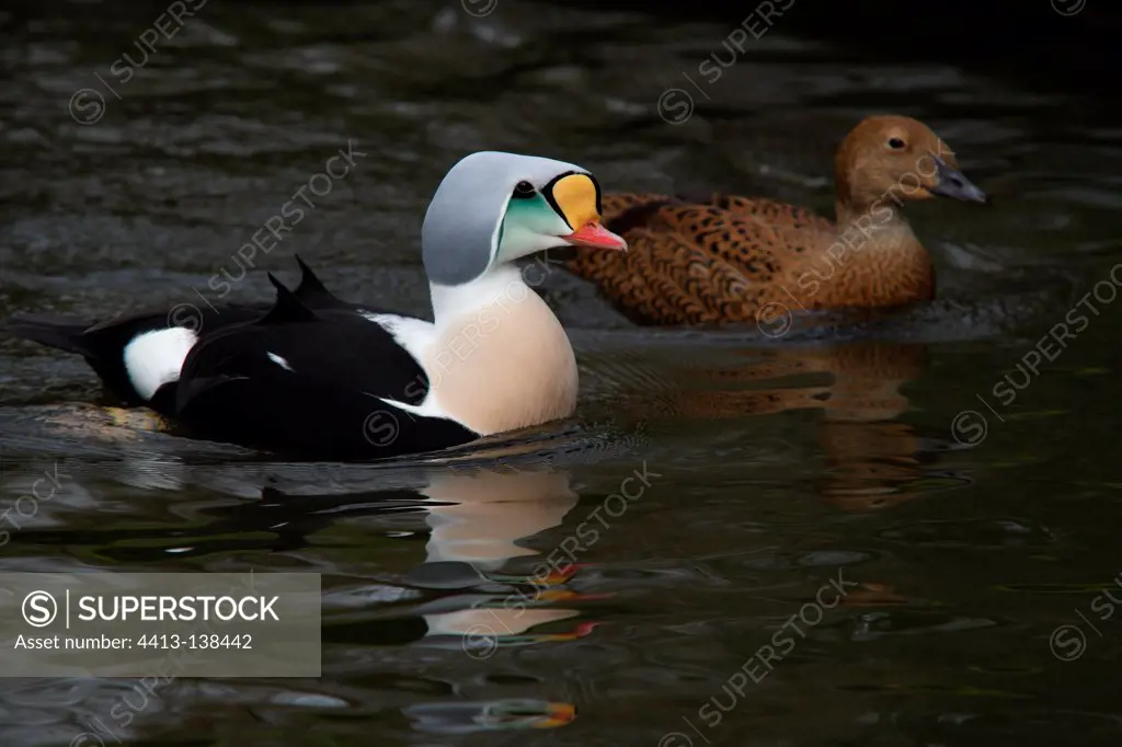 Couple of King Eider on water