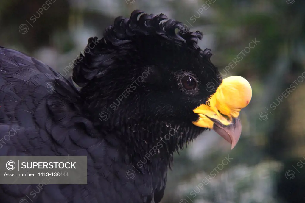 Portrait of Great Curassow