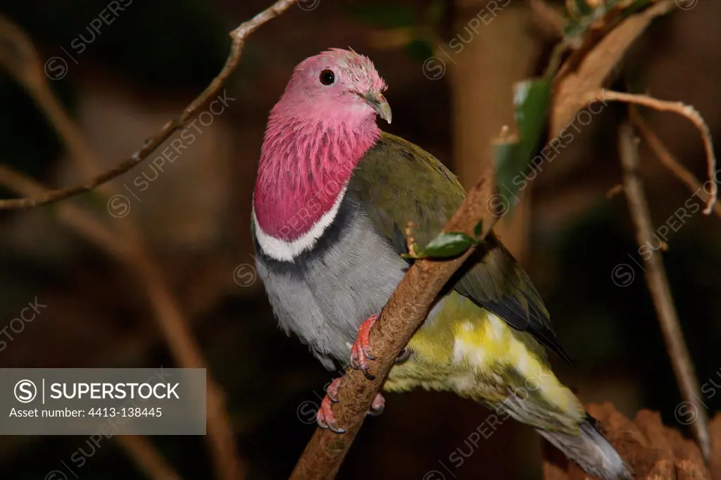Pink-headed Fruit Dove on a branch