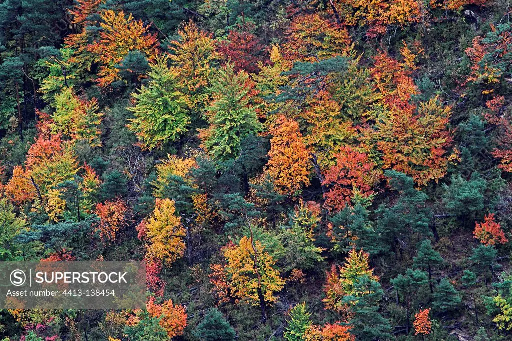 Forest of autumn colors in the Gorges du Verdon France