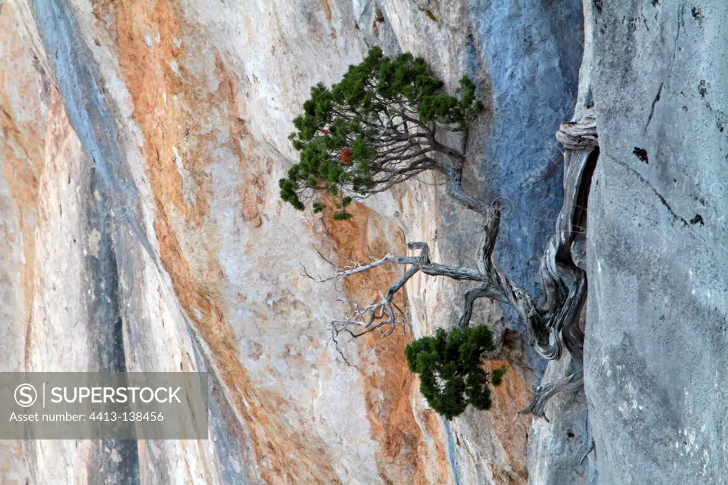 Pine growing in a cliff Gorges du Verdon France