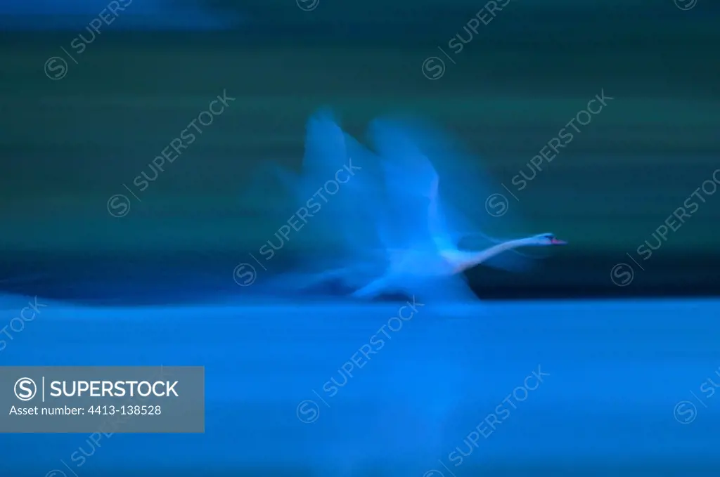 Mute Swan flying away at sunrise Marais Breton France